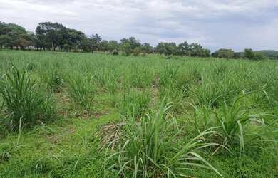Imagem 5: Fazendinha de 14 há em Esmeraldas MG