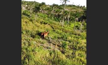 Imagem 3: Fazendinha em jaguaripe-Ba