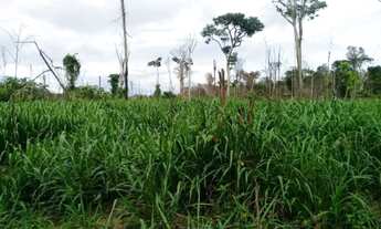 Imagem 2: Fazenda 500 alqueires Pará próx de Paragominas 50 alqueires de abertura dupla aptidão