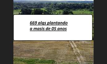 Imagem 2: 669 Alqs Plantando a 5 Anos Rios Plana Região Palmas TO