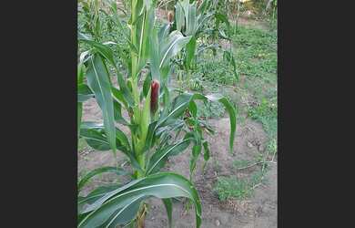 Imagem 5: LOTES COM METRAGEM DE 10×30 M²