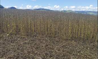 Imagem 5: FAZENDA À VENDA – PITANGA-PR