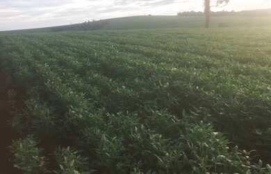 Imagem 2: Sitio mecanizado