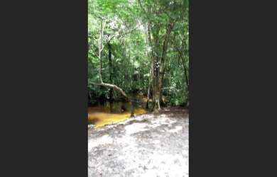 Imagem 4: R$ 600.000 fazenda 125 hectares no Pará região mais prox. de Belém