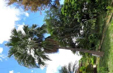 Imagem 7: Sitio das Flores