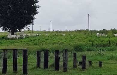 Imagem 2: R$8.000.000 fazenda de 230 Alqueires com 160 abertos