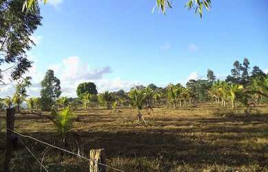 Imagem 7: Fazenda Camarão - Hiper-intensivo OverLap - Canavieiras BA