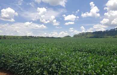 Imagem 7: FAZENDA NO MUNICIPIO DE MINEIROS - GO