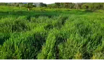 Imagem 2: 290 Alqs Boa Água Terra e Logística Região Palmeirópolis TO