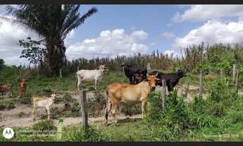 Imagem: 200 Hectares pronta e documentada fica no