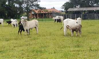 Imagem: 26,5229 alqueires ou 64,20 hectares BENFEITORIAS