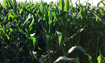Imagem 3: Fazenda à venda em Taquarituba/SP Fazenda com 51 alqueires e planta 40 alqueires Não te