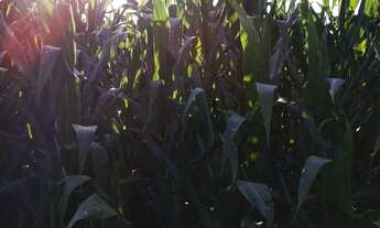 Imagem 2: Fazenda à venda em Taquarituba/SP Fazenda com 51 alqueires e planta 40 alqueires Não te