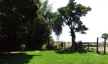 Imagem 6: São 8 Hectares para plantio e 2 hectares com casa, pomar galpão, açude pequeno