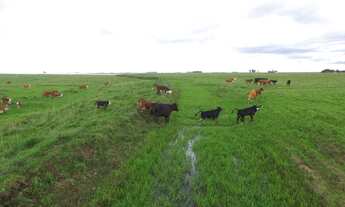 Imagem 2: Fazenda com 1767ha com 2 sedes Pecuária 1° e Plantio Arroz- Uruguaiana