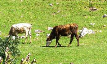 Imagem: Sítio 3 dormitórios à venda Zona rural