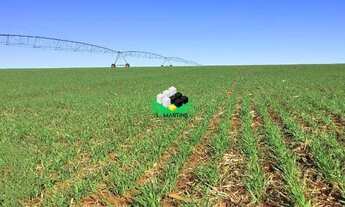 Imagem: Fazenda Rural em Alegrete Campo no Inhanduí
