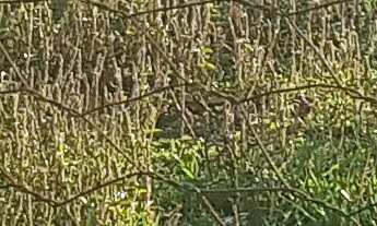 Imagem: Chácara rio petrópolis Duque de Caxias