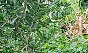 Imagem 5: Sitio Capivari, 2 dormitórios na Avenida Marquês De Barbacena N