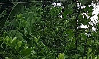 Imagem 4: Sitio Capivari, 2 dormitórios na Avenida Marquês De Barbacena N