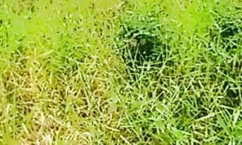 Imagem 2: Terreno pronto para construir em Balneário Piçarras Sc