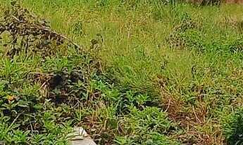 Imagem 2: Terreno pronto para construir