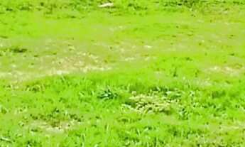 Imagem 3: Terreno em condomínio fechado em Balneário Piçarras Sc