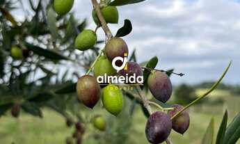 Imagem 4: Chácara 3 dormitórios à venda Zona Rural Butiá/RS