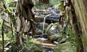 Imagem 5: Sitio de 3 HA com uma nascente e muitas fruteiras