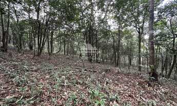 Imagem 5: Terreno com 1 hectare todo cercado com estacas de cimento