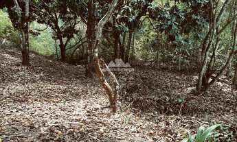 Imagem 6: Sítio com 04 hectares, todo cercado, com energia e casa para reforma