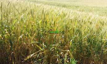 Imagem: Área de 13,1 ha com casa