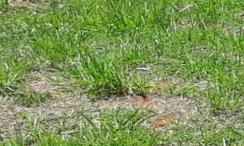 Imagem: Terreno à venda Residencial Montagnoli