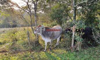 Imagem 6: Pelegrino Imóveis vende chacára na BR 116