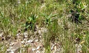 Imagem 3: Chácara à venda, 1000 m² por R$ 45.000,00 - Zona Rural - Pirenópolis/GO