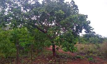 Imagem 3: Chácara com 2 dormitórios à venda, 20000 m² por R$ 630.000,00 - Zona Rural - Pir