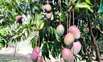 Imagem 6: ???? Chácara à Venda – 2.000m² de Tranquilidade e Conforto