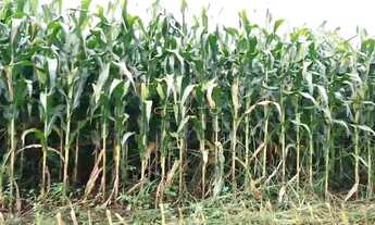 Imagem 7: ????4 hectares limpo (40.000m²) Terreno em Corumbá de Goiás