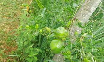 Imagem 7: Chácara 2 dormitórios à venda Zona Rural Campo Limpo de Goiás/GO