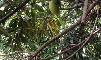 Imagem 4: Casa 3 dormitórios à venda São Lourenço Anápolis/GO