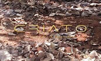 Imagem 6: Terreno à venda Do Carmo Pirenópolis/GO