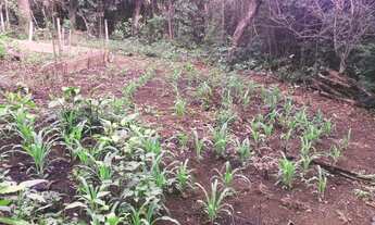 Imagem 7: Chacara Com Córrego a venda