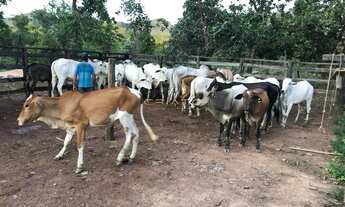 Imagem 5: Terra pra Pecuária 70 % Permuta