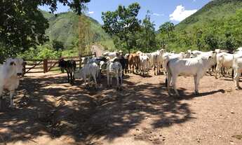 Imagem 7: Terra pra Pecuária 70 % Permuta