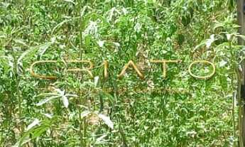 Imagem: VENDA LOTE CALDAS NOVAS