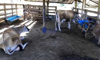 Imagem 5: Chácara de 9,67 Hectares à Venda Próximo a Nova Pecuária de Anápolis