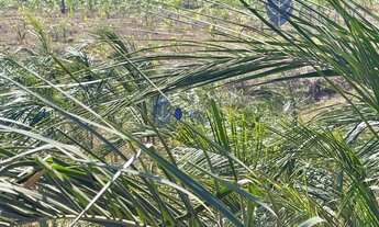 Imagem 6: Chácara com 10 Mil Pés de Guariroba à Venda