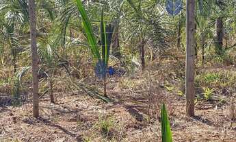 Imagem 5: Chácara com 10 Mil Pés de Guariroba à Venda