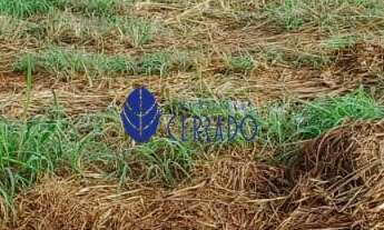 Imagem 4: Excelente Terreno à Venda no Bairro Jamil Miguel II Etapa