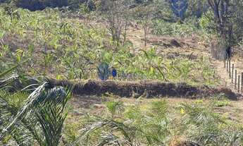 Imagem 7: Chácara com 10 Mil Pés de Guariroba à Venda